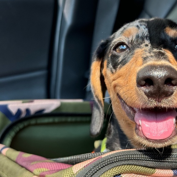 Meet your Posher, Hia - Picture 12 of 12